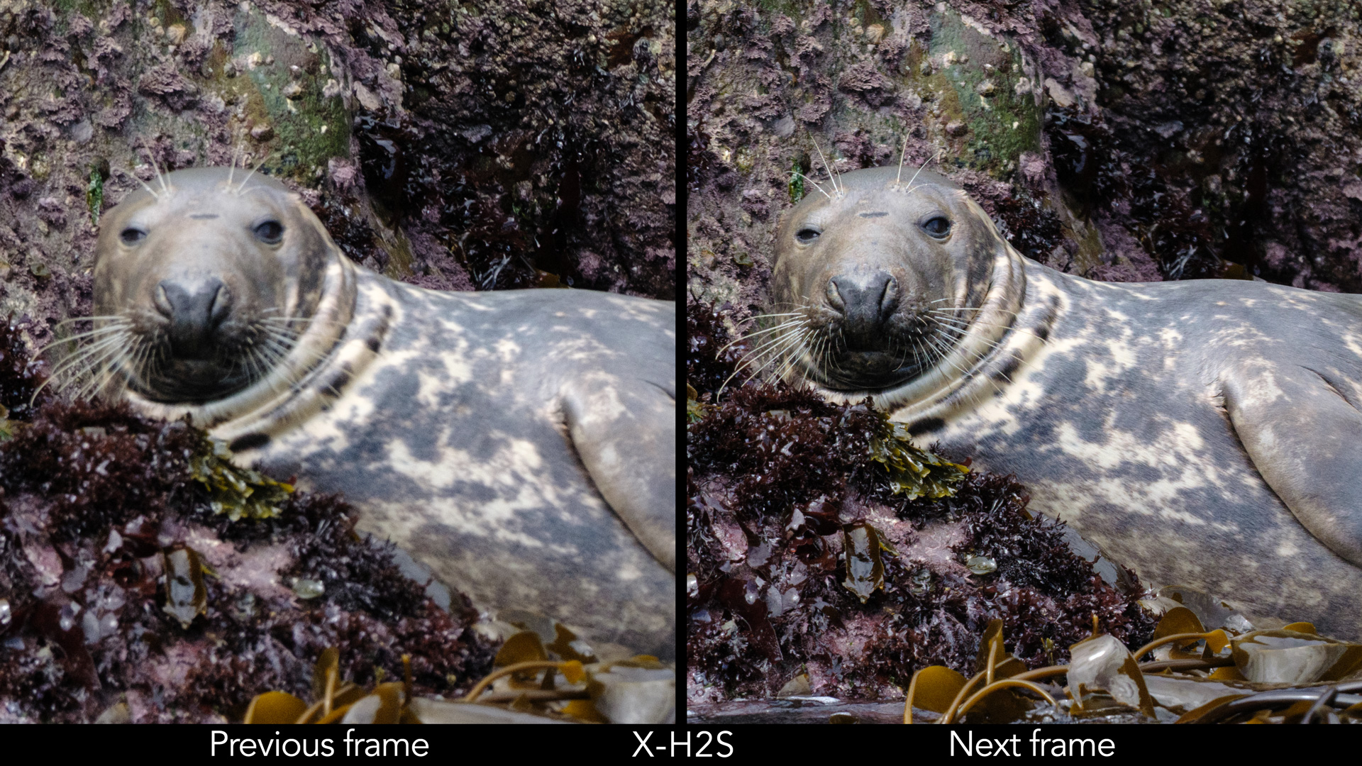 Side by side image of a seal resting on a big rock, showing one photo out of focus and the next in focus.