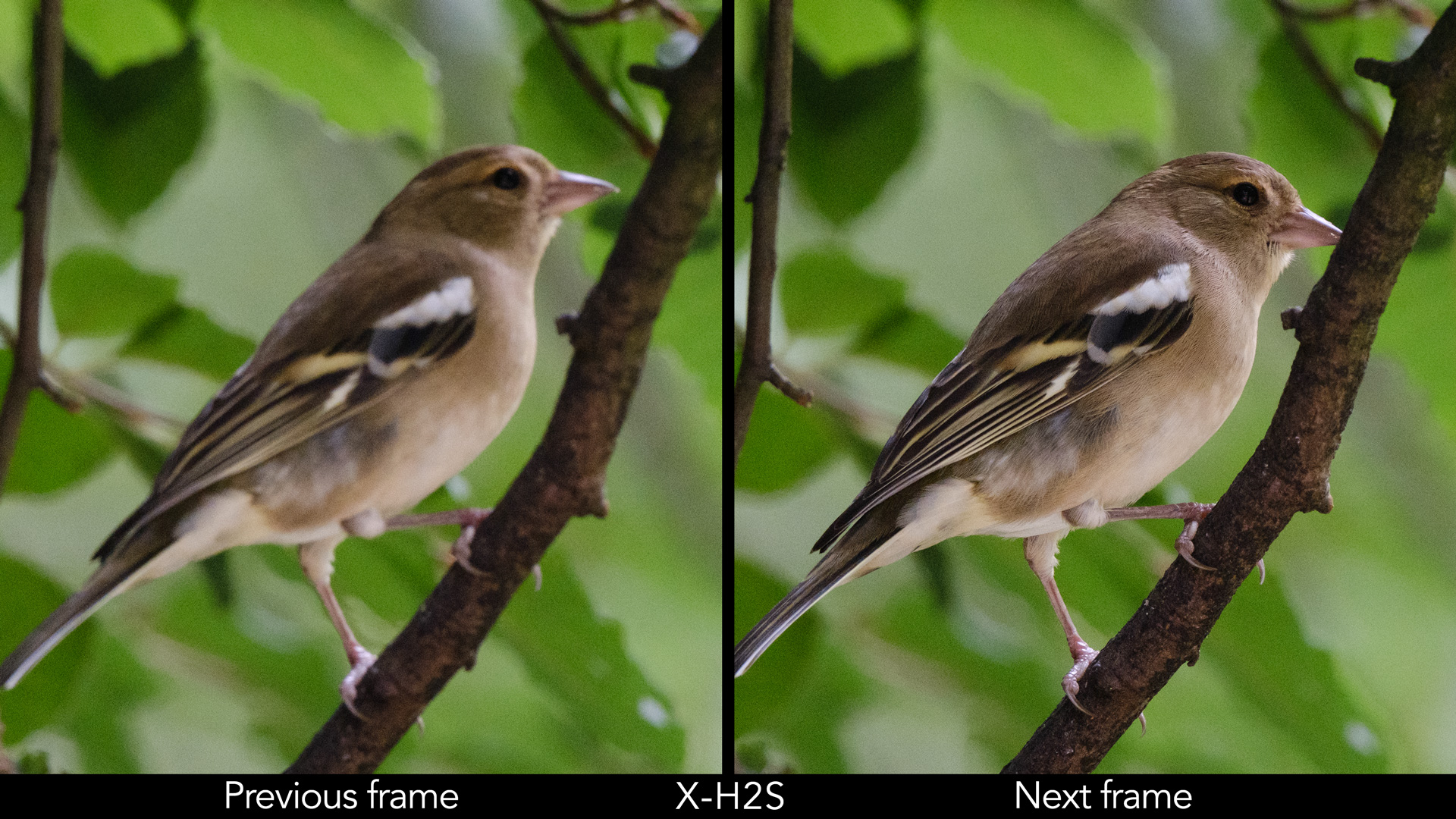 Side by side image of a chaffinch resting perched on a branch, showing one photo out of focus and the next in focus.