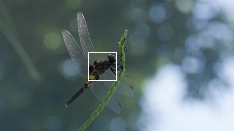 Sony A7R V Insect Detection