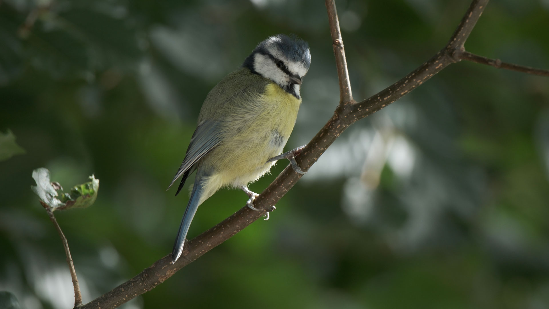 Blue tit perched on a tree