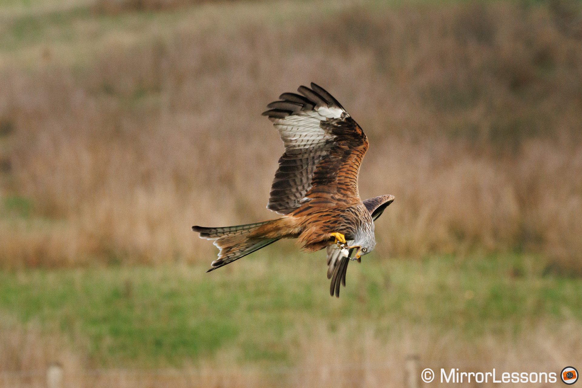 Red Kite flying and eating a piece of meat.