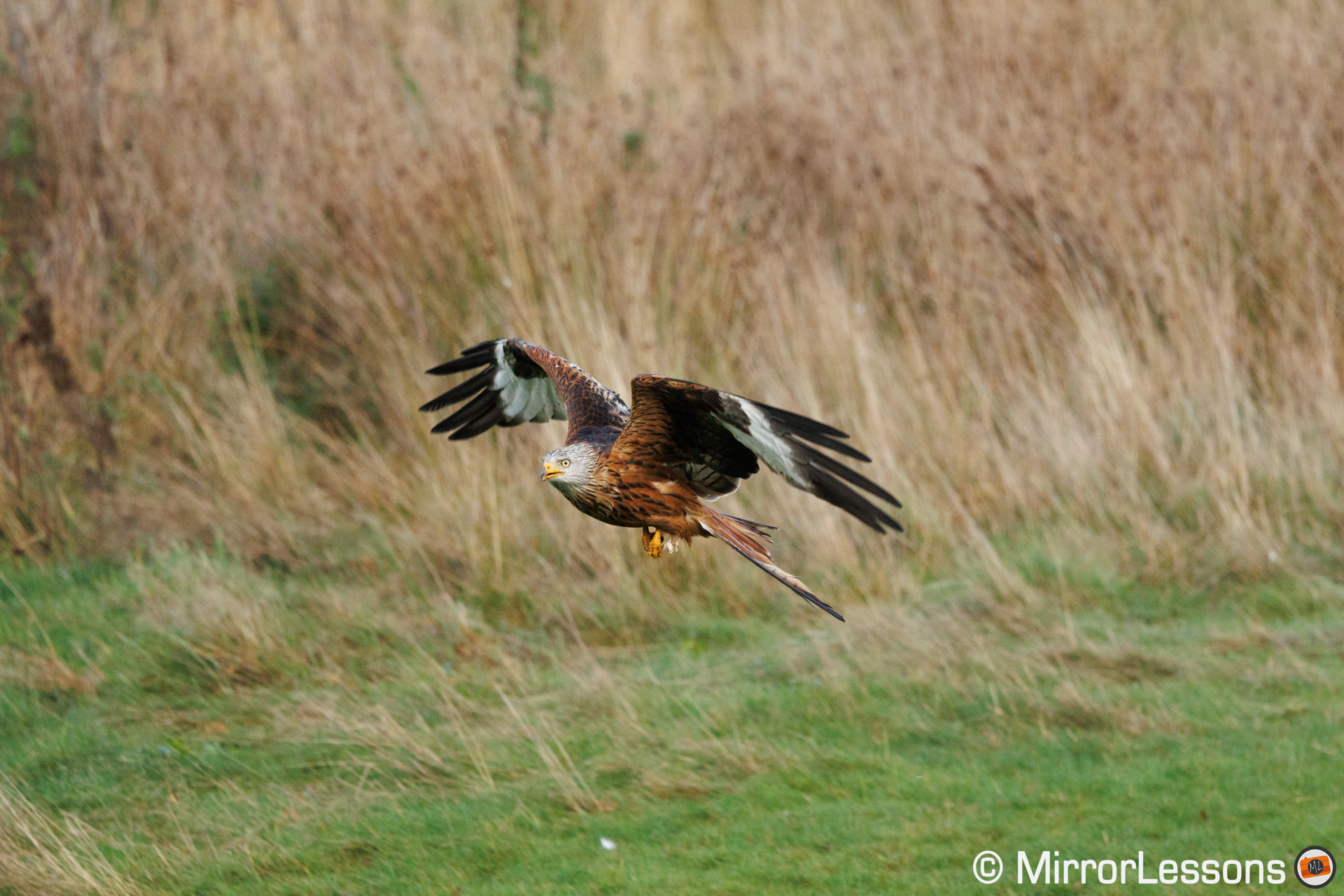 Red kite flying over a field