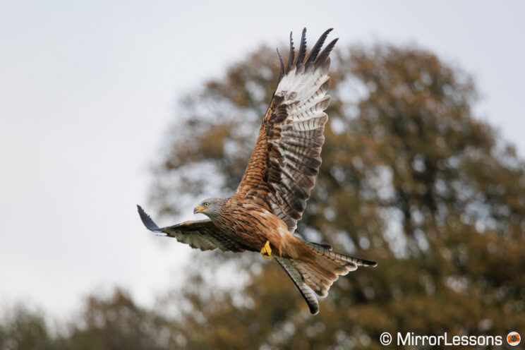 Red Kite in flight with tree in the background