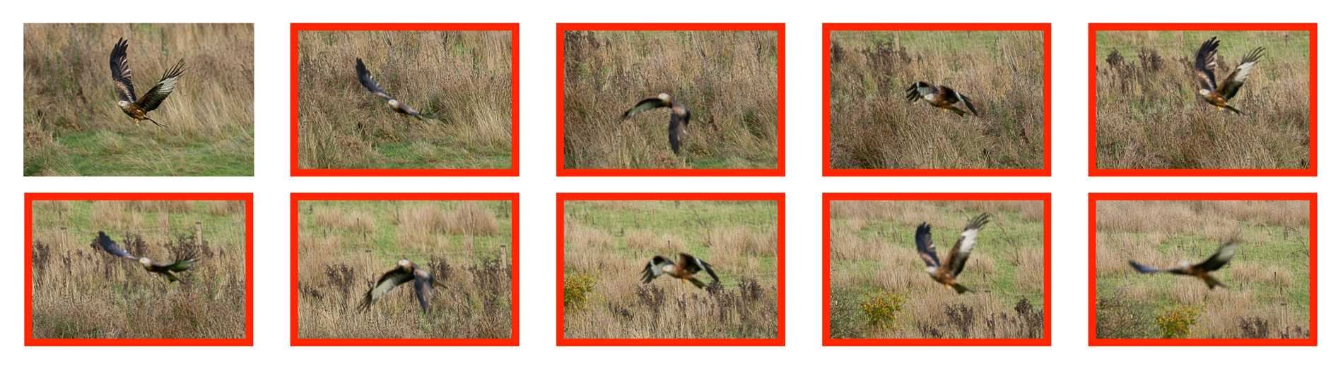 Sequence of 10 images, showing 9 of them being out of focus