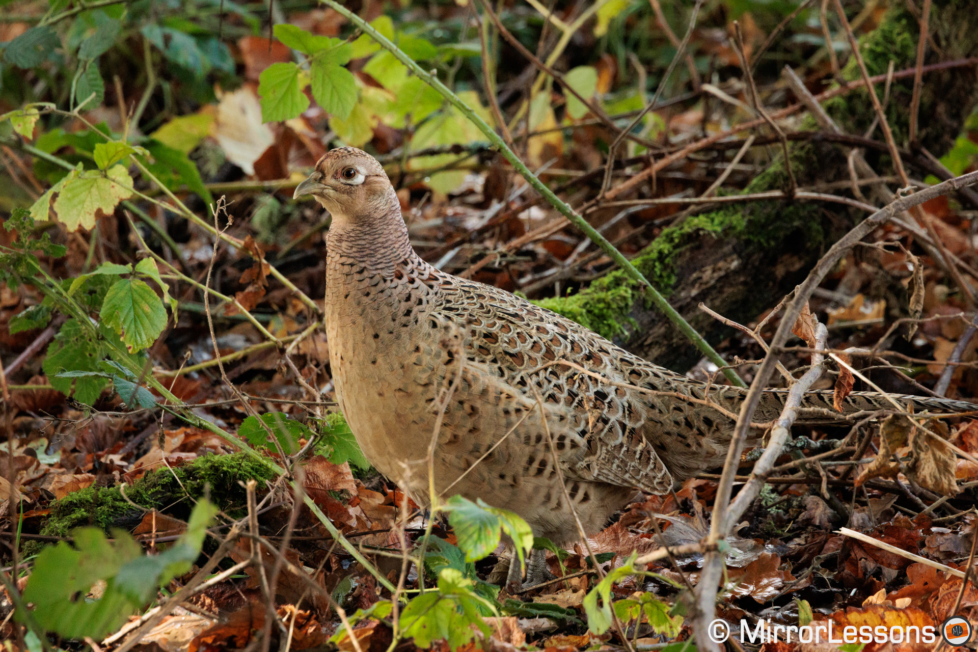 Female pheasant in the bush
