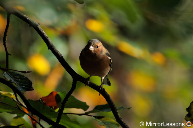 Chaffinch on a branch with out of focus leaves in the background