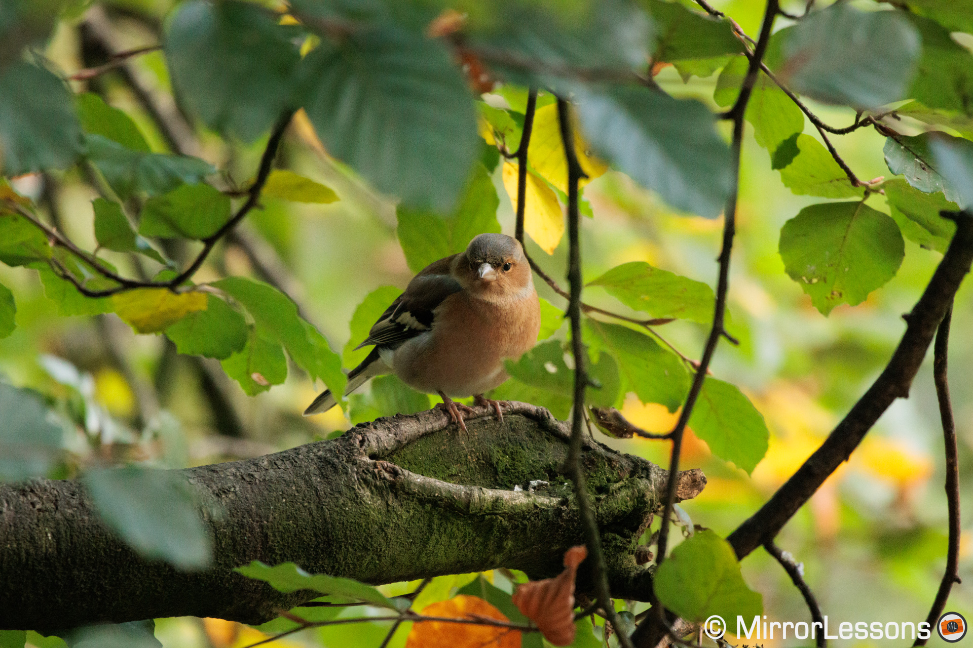 Chaffinch on a thick branch surrounded by leaves and thin branches