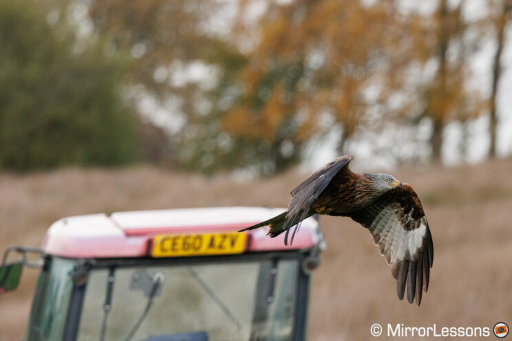 Red kite in flight, with a tractor in the background.