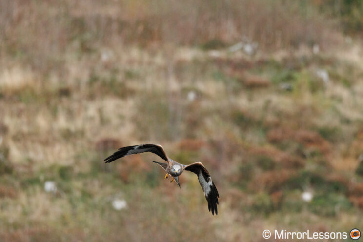 Red kite in flight, hill in the background