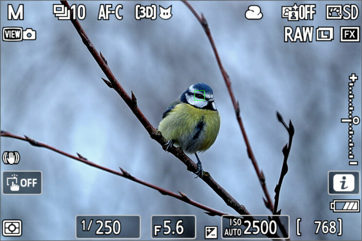 Live View on the Nikon Z9 showing animal detection AF on a blue tit