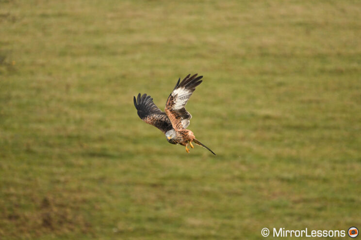 Red kite in flight, about to dive down.
