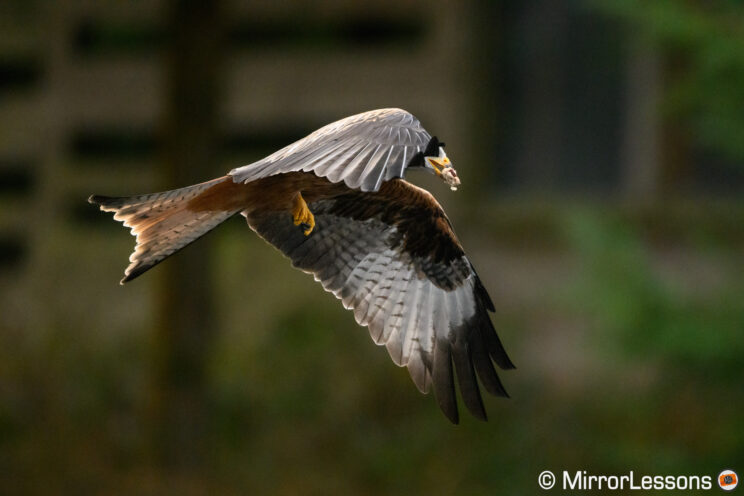 Red kite flying with a piece of meat in his beak