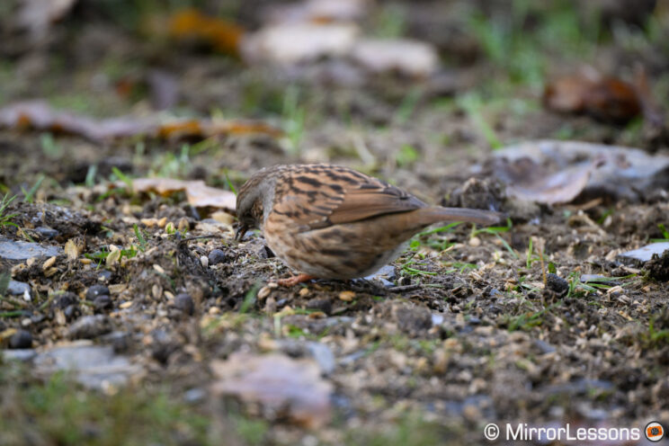 Dunnock out of focus