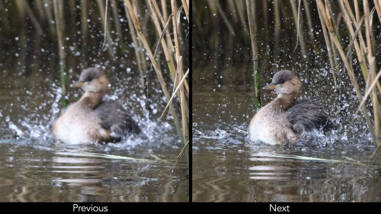 Two photos side by side showing a small duck splashing in the water. First image is out focus, the second is in focus.
