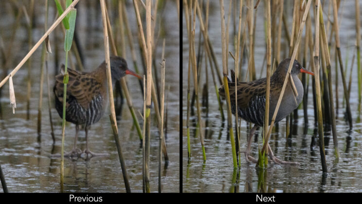 Two photos side by side showing a watertail walking in the water among reeds.