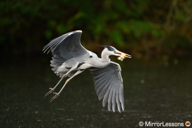 Grey heron in flight near water with a piece of meat in his beak