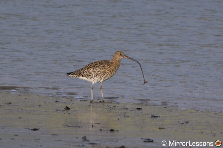 A curlew with a warm in its beak.