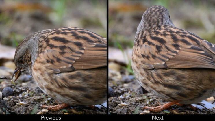 Two photos side by side showing the focus point remains on the head when the Dannock turns away from the camera.
