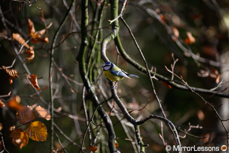 Blue tit perched on a tree in the distance