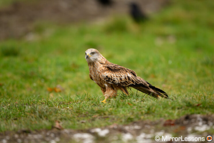 Red Kite on the ground.