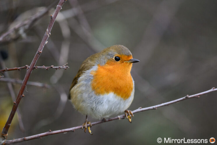 Robin on a branch