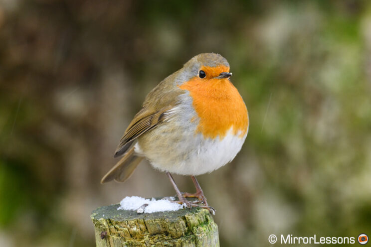 Robin resting on a wodden pole, with snow