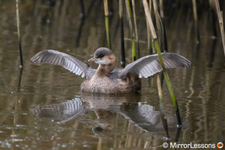 Small duck in the water opening his wings