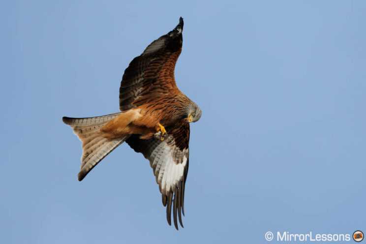 Red kite flying with blue sky in the background