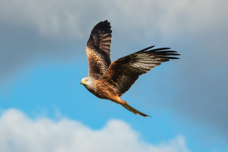 Red kite flying with blue sky and clouds in the background