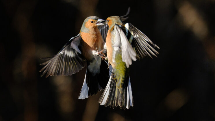 Two small birds fighting near a feeder