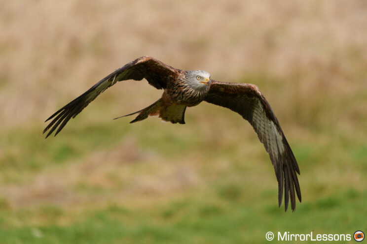 Red kite flying with grass in the background