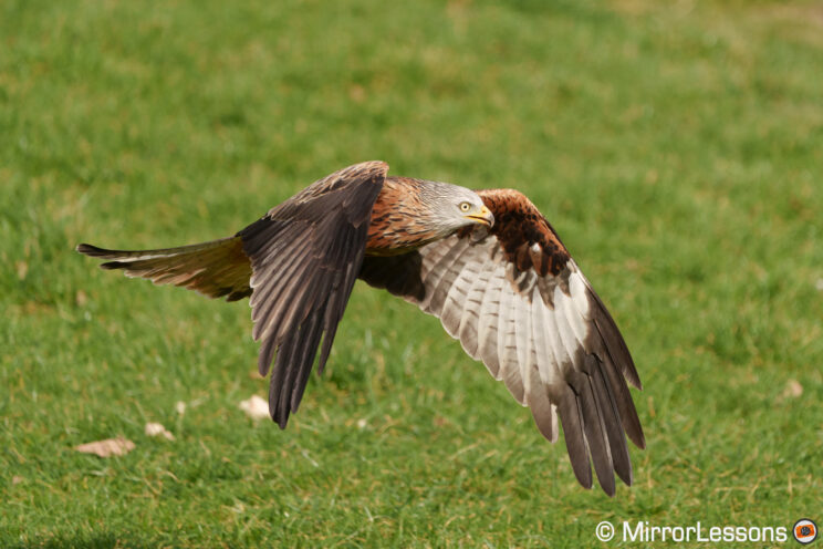 Red kite flying with grass in the background