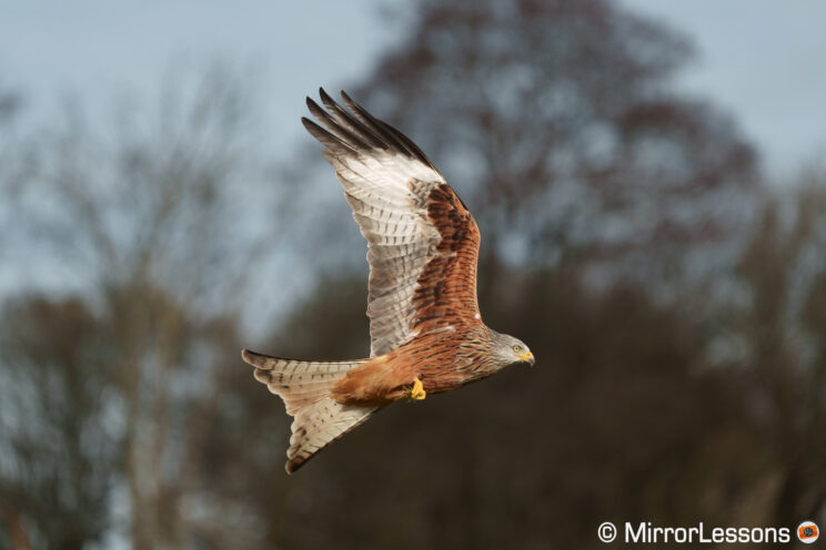 Red kite flying with trees in the background