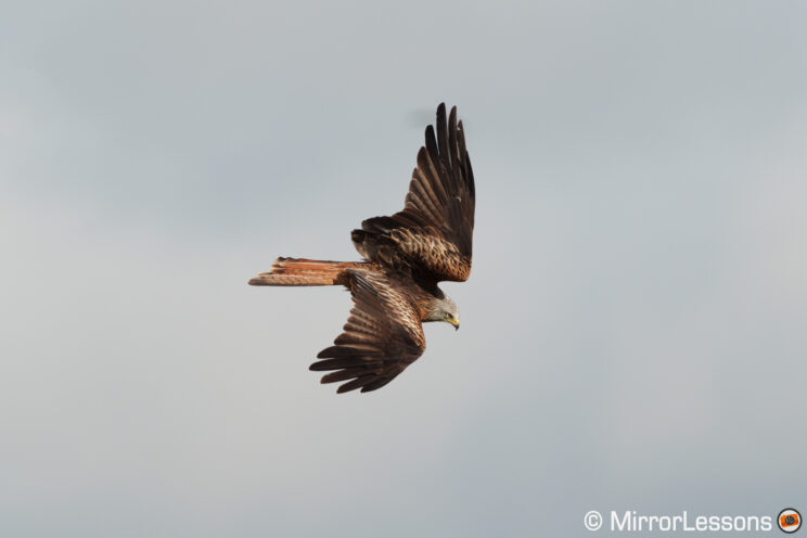 Red kite flying with cloudy sky in the background
