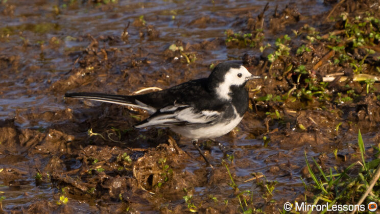 Crop of the pie wagtail image