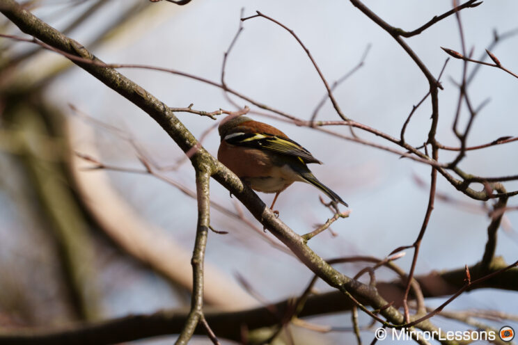 Chaffinch on a branch, facing the other way