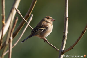 Sony A7R V For Bird Photography Review - Mirrorless Comparison