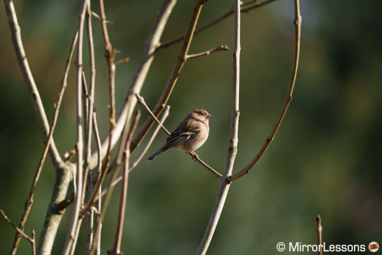 Female Chaffinch perched on a leafess tree