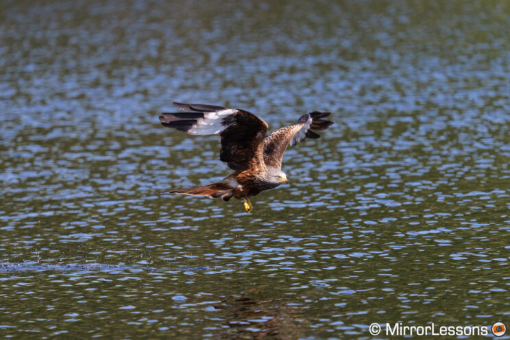 Red kite above water