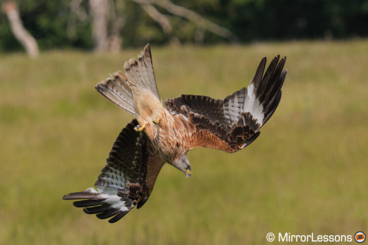 Red kite diving down