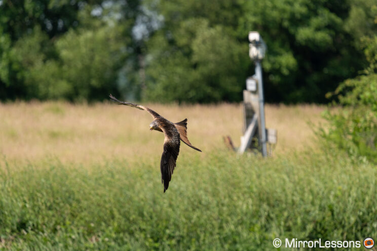 Red kite flying, with pole in the background distorted