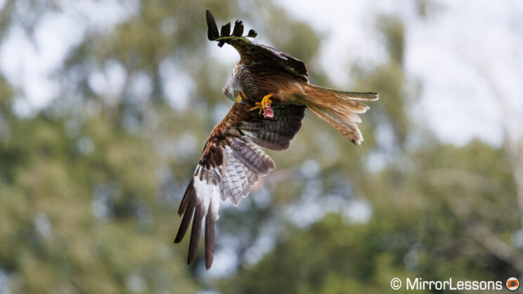 Red kite in flight with out of focus trees in the background