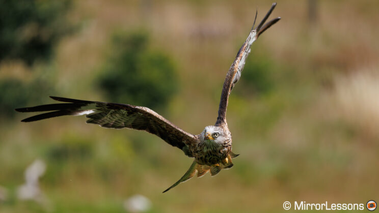 Red kite in flight with out of focus field in the background