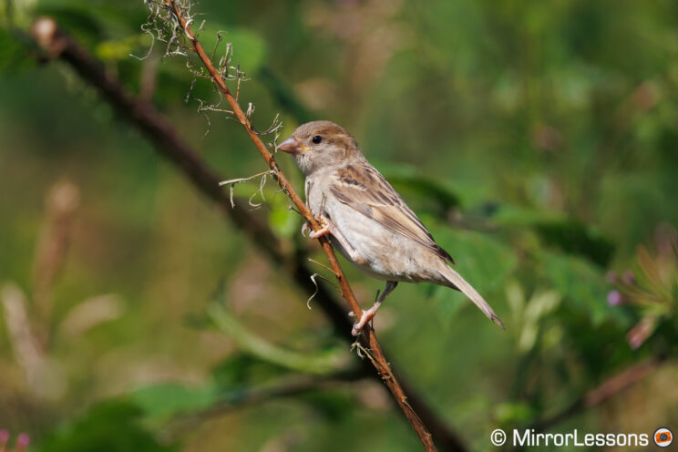 Female chaffinch on a branch