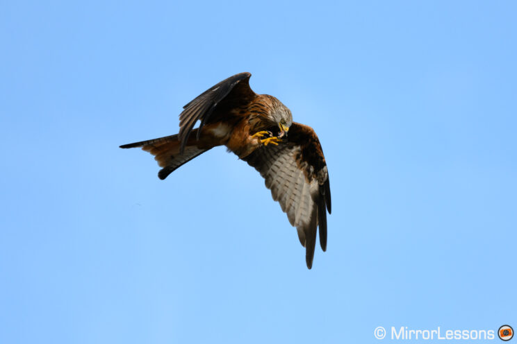 Red kite eating in flight with blue sky in the background