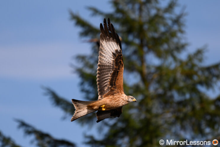 Red kite in flight with tree in the background