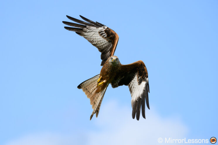 Red kite changing direction, with blue sky behind