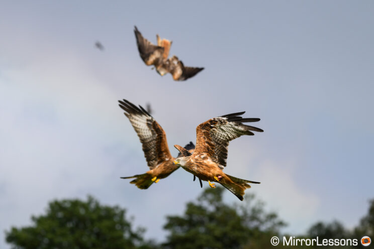 Red kite flying to the left, with another red kite behind going to the right