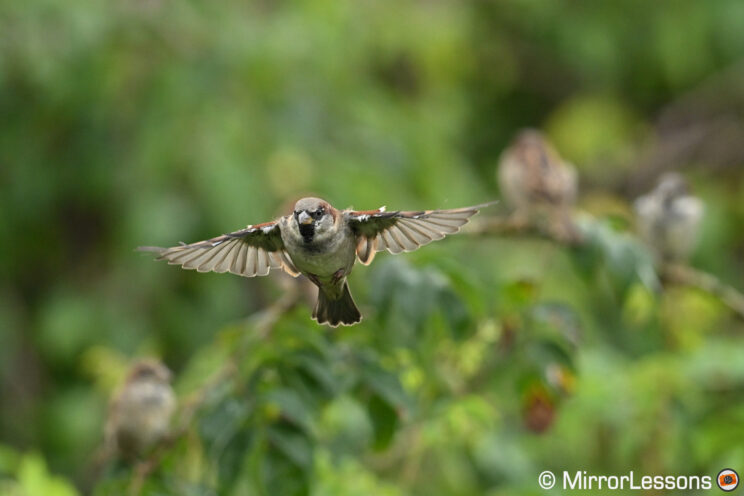 House Sparrow in flight, having just took off a branch