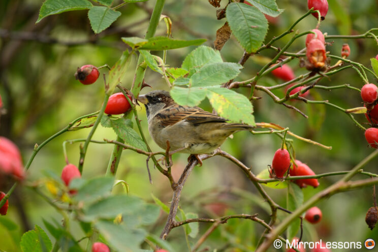 House Sparrow in a tree, surrounded by branches, green leaves and red berries